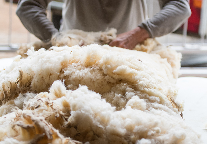 Rolling wool fleece