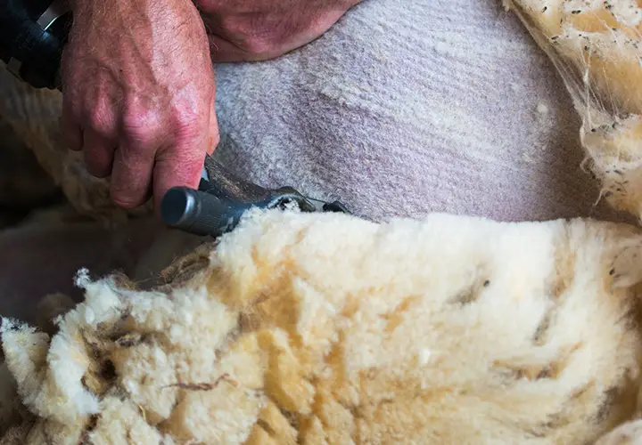 Close up of hand and clippers shearing southdown sheep