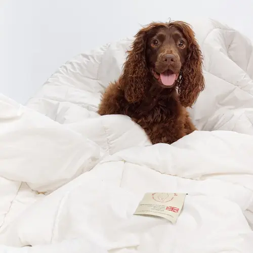 Buyers' Guide dog on southdown duvet