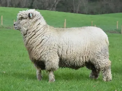 Our Eco Credentials southdown sheep