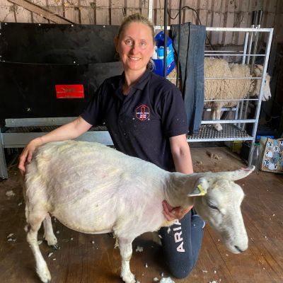 Newly sheared sheep by Hannah